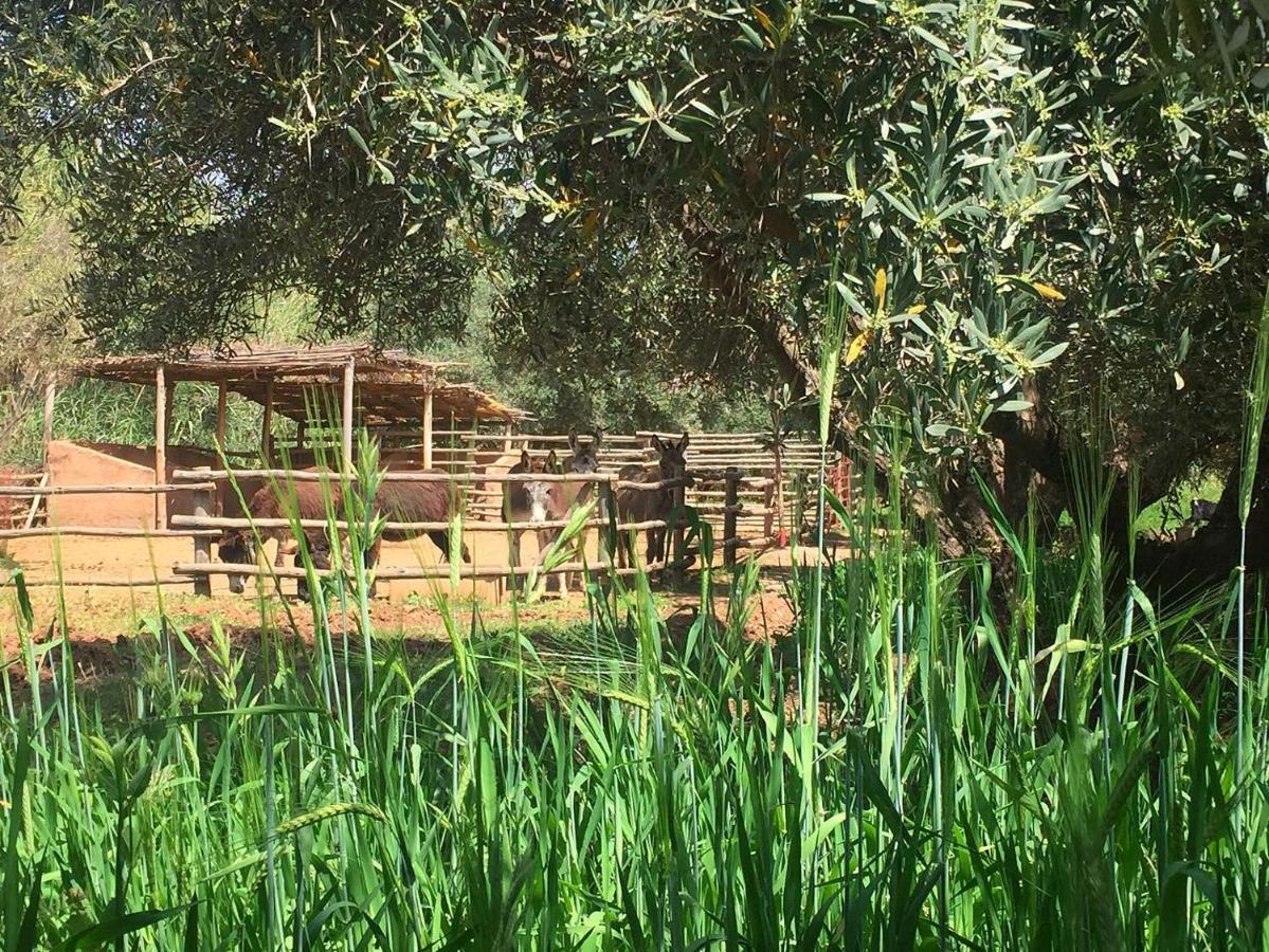 La Ferme Berbere Adult Only Bed & Breakfast El Harkat Екстериор снимка